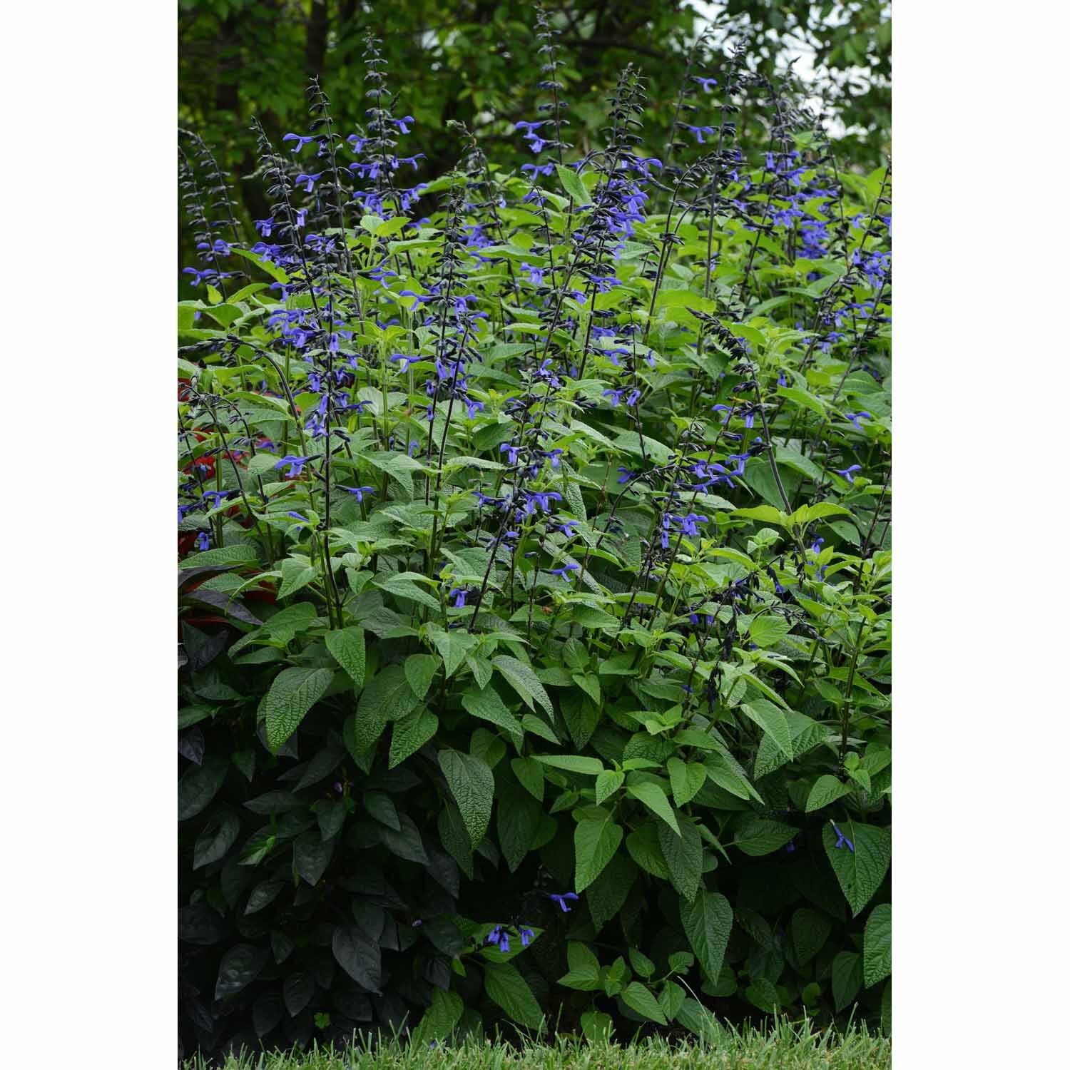Salvia Black & Bloom