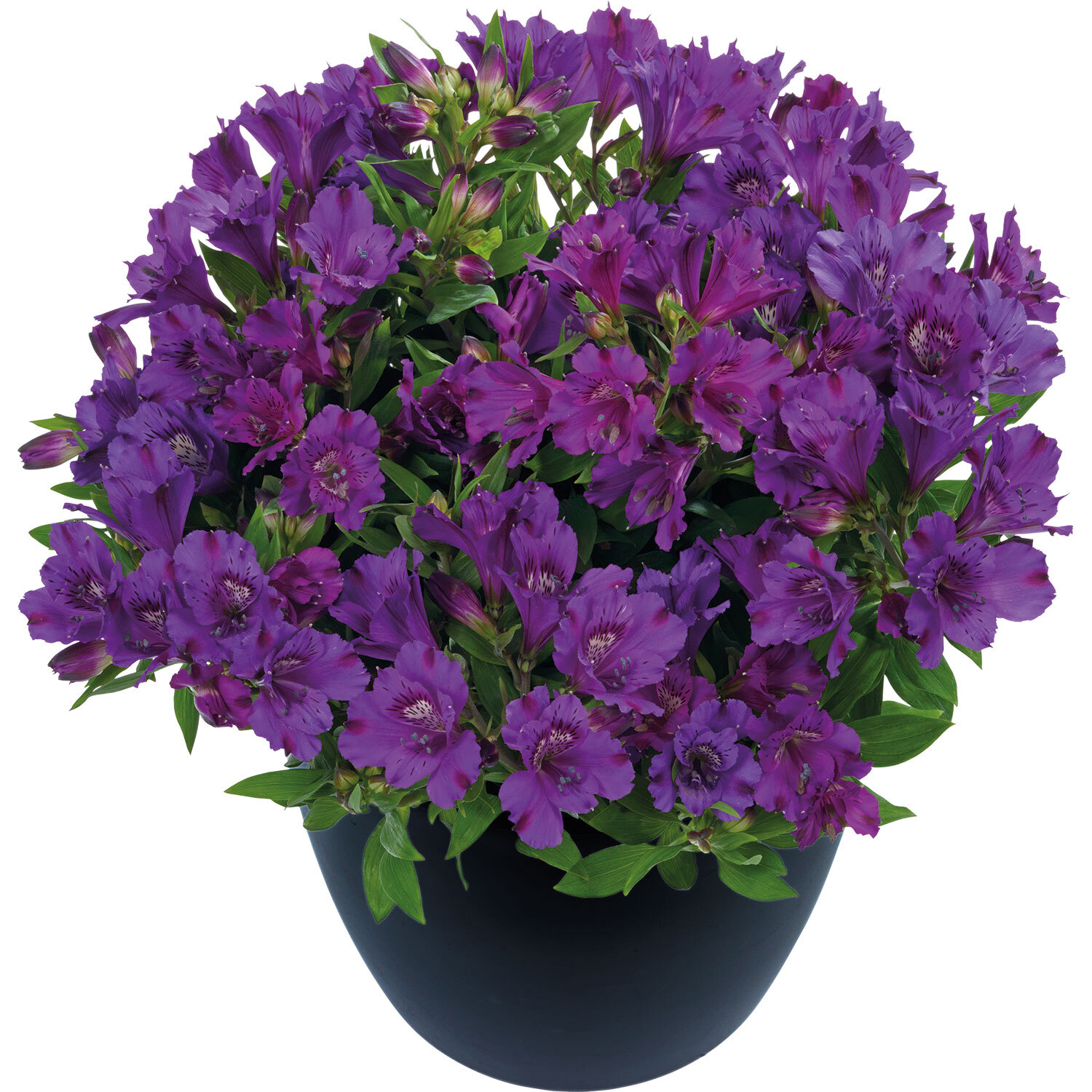 Alstroemeria Indigo