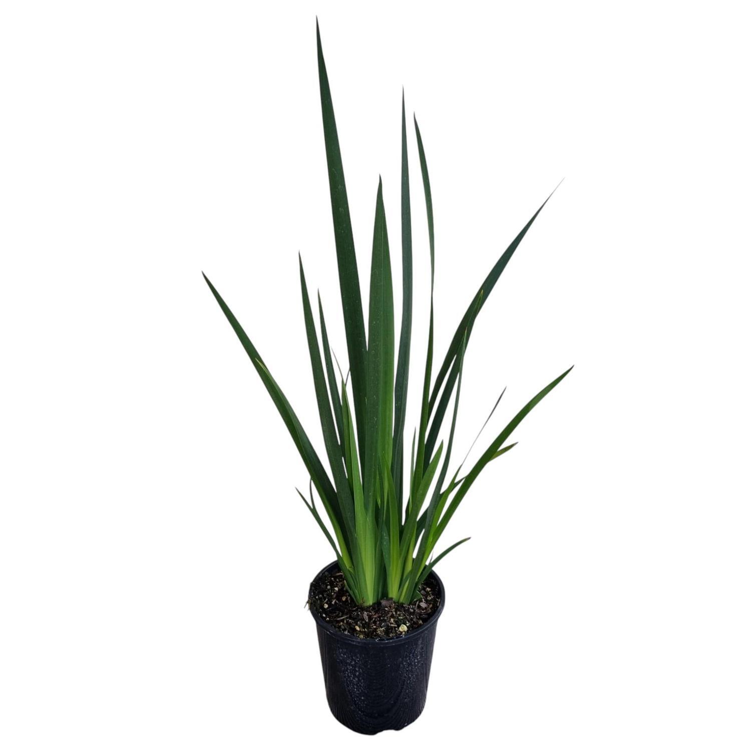 Dietes Grandiflora 2L