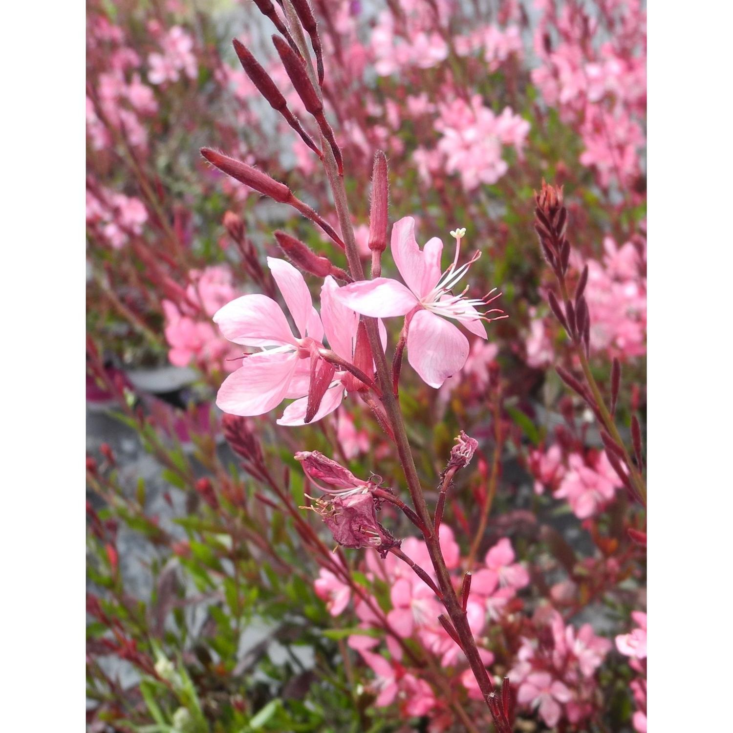 Gaura Siskiyou pink