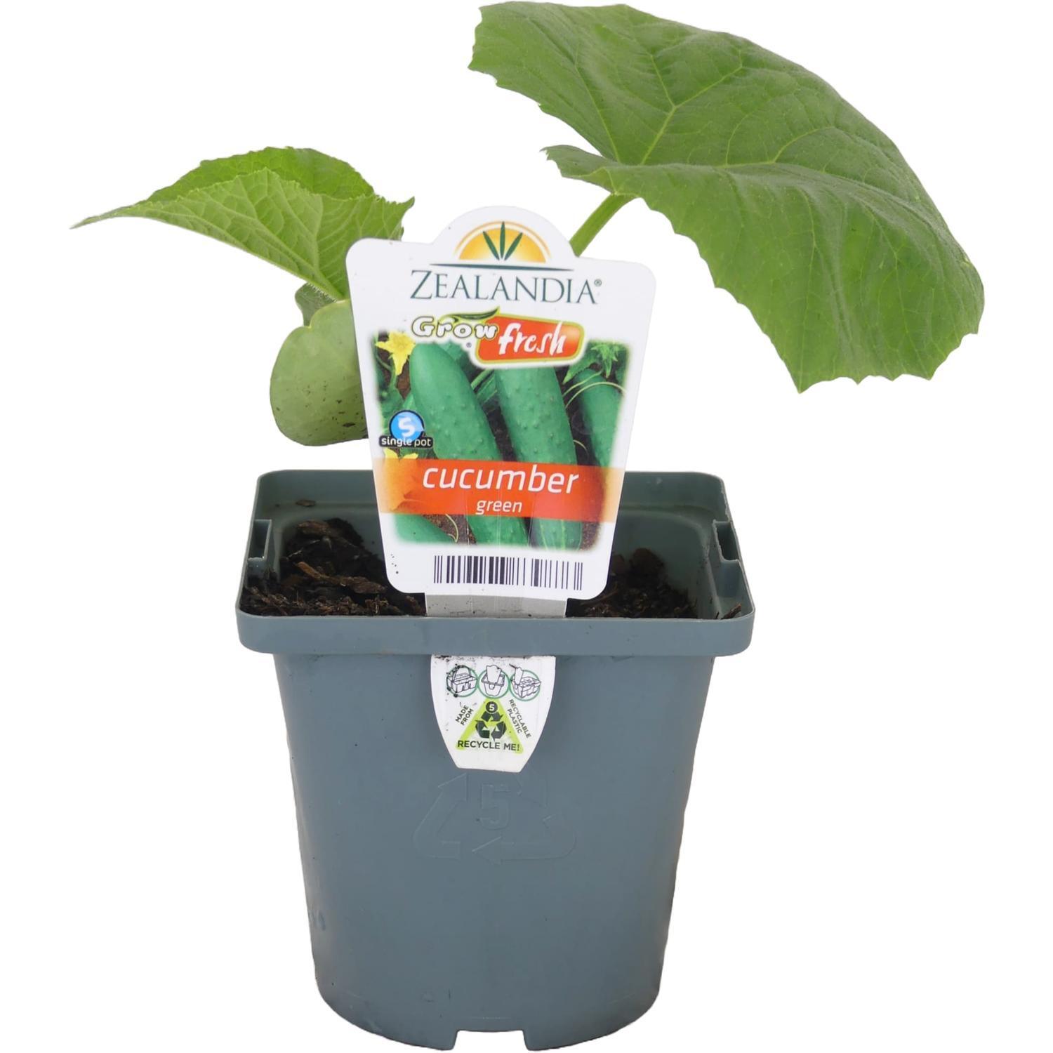 Cucumber Green