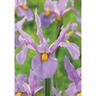 Dirch Iris 'Pink Panther'