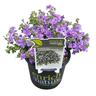 Bacopa