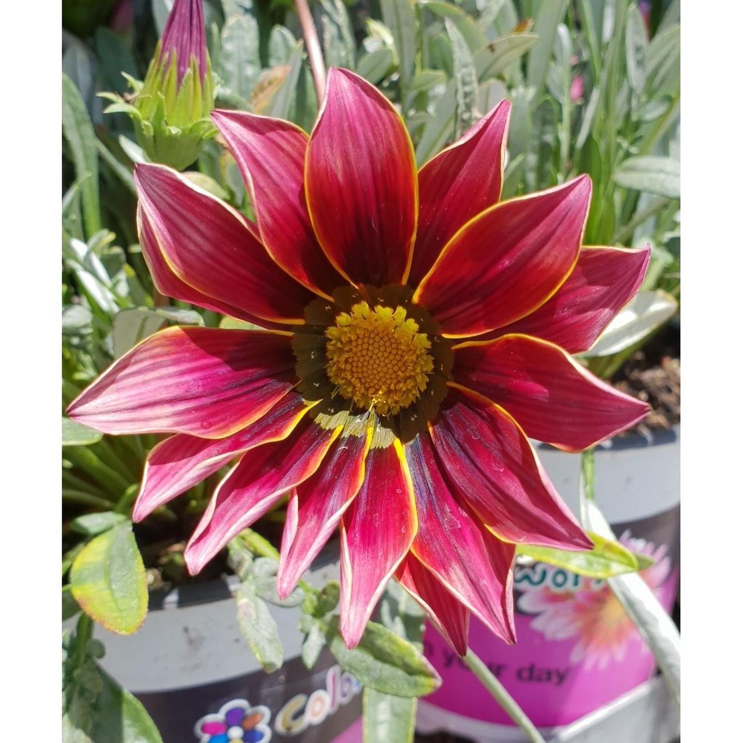 Gazania Purple Knight