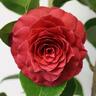 Camellia Hybrid 'Black Lace'