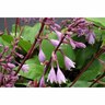 Hosta  Purple Heart