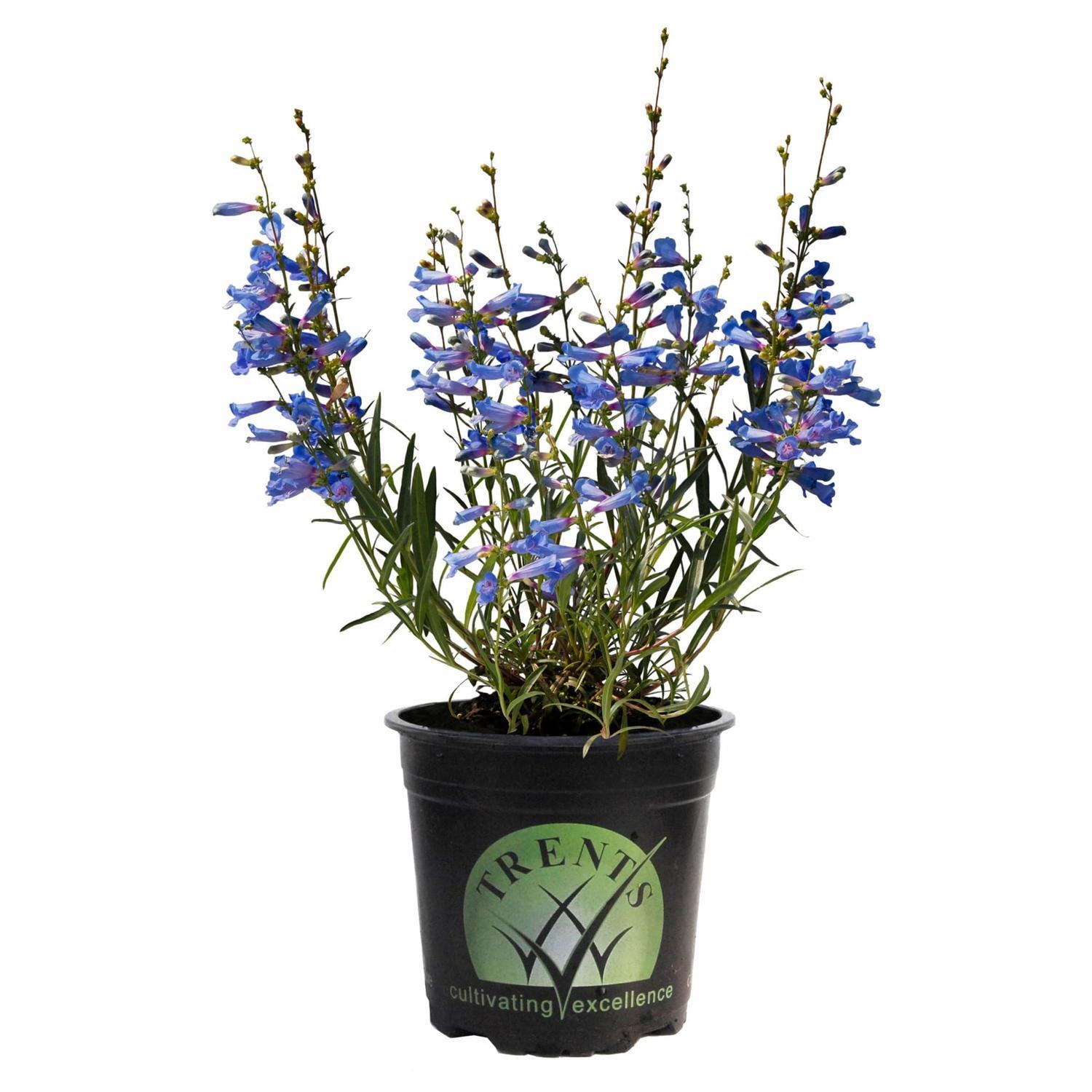 Penstemon Electric Blue