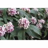 Daphne odora Leucanthe
