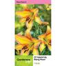 Lily Ot Hybrid Rising Moon Pack of 1
