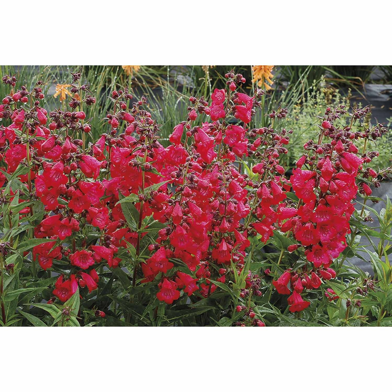 Penstemon Cha Cha Cherry