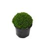 Hebe Emerald Green