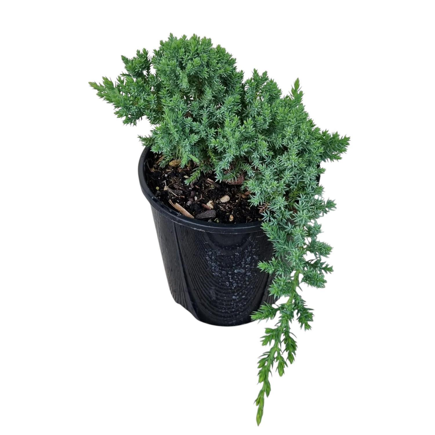 Juniperus Procumbens Nana 2L