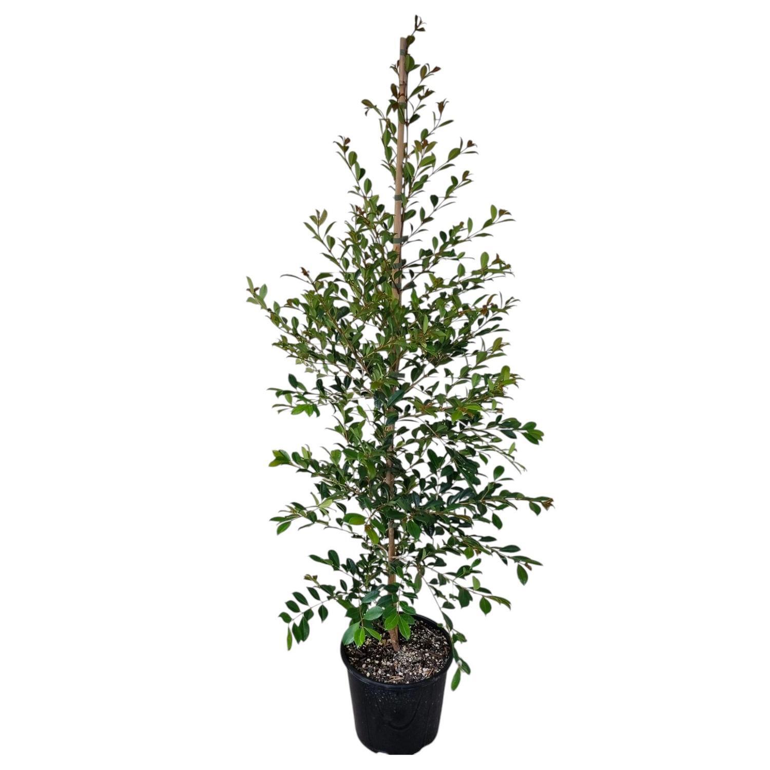 Syzygium Resilience 'Lilly Pilly' 8.5L