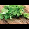 Coriander