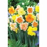 Daffodil 'Sorbet'