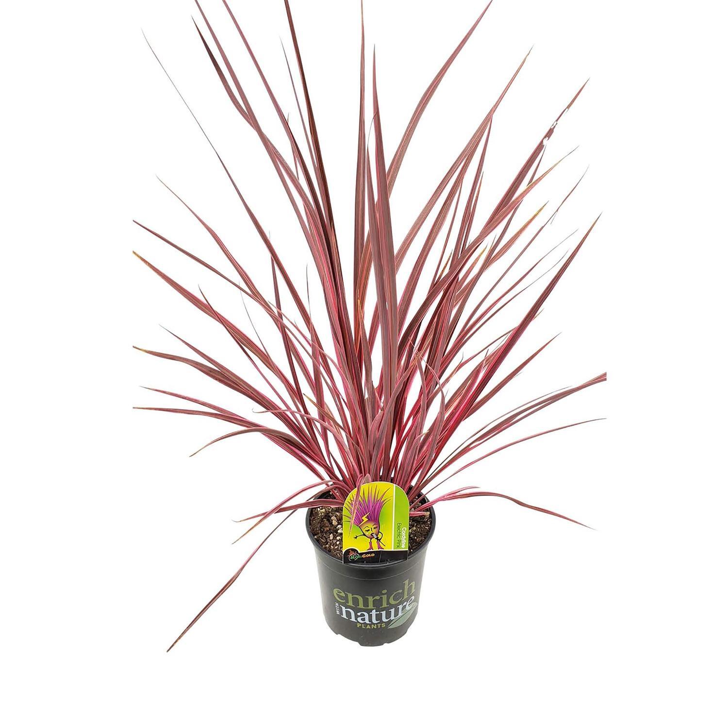 Cordyline Electric Pink