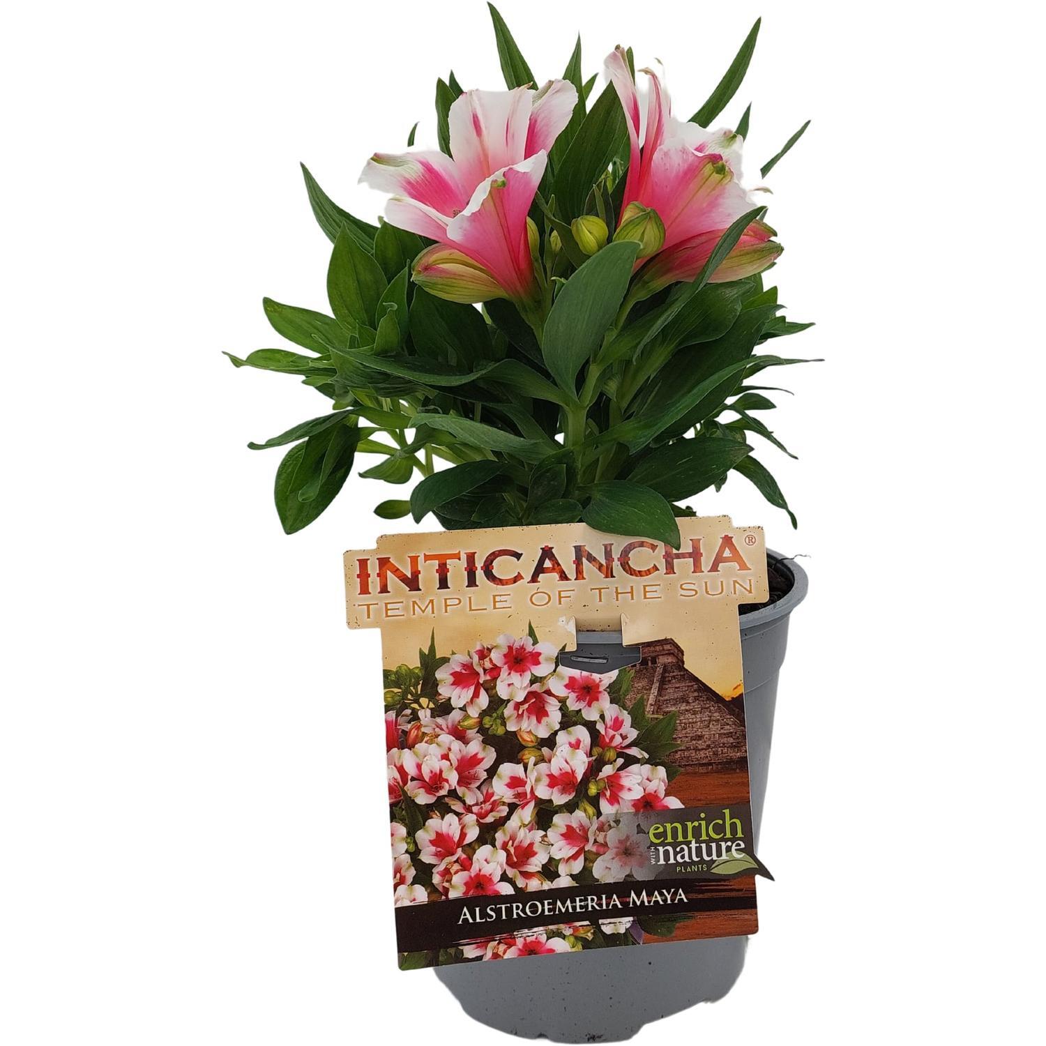 Alstromeria