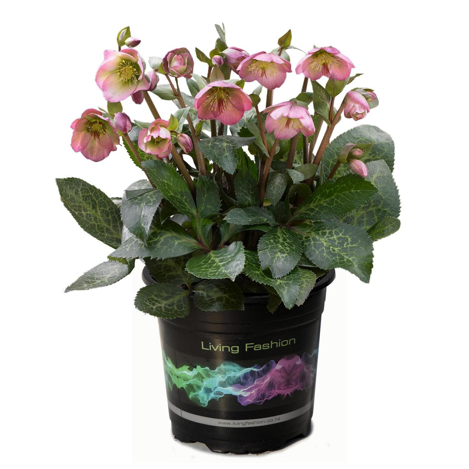 Hellebore Hannah's Blush