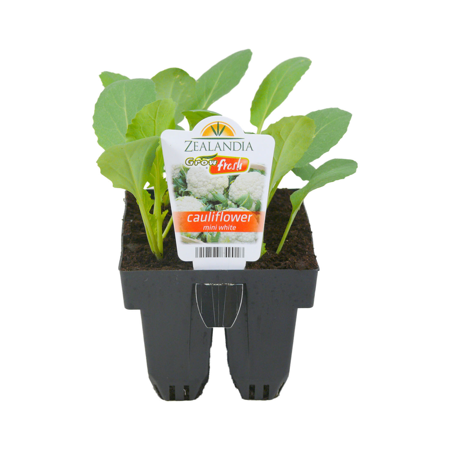Cauliflower Mini White