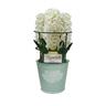Gift Wrapped Hyacinth