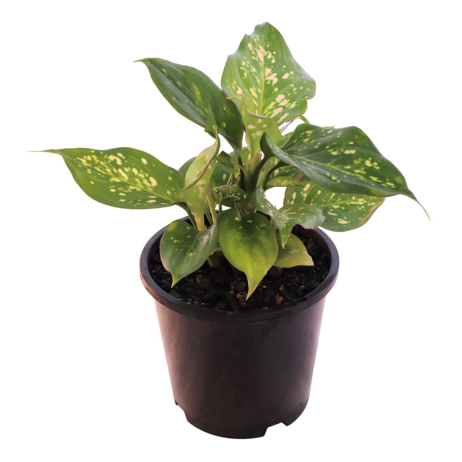 Aglaonema Wishes
