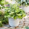 Lightweight Rib Egg Pot Ivory M