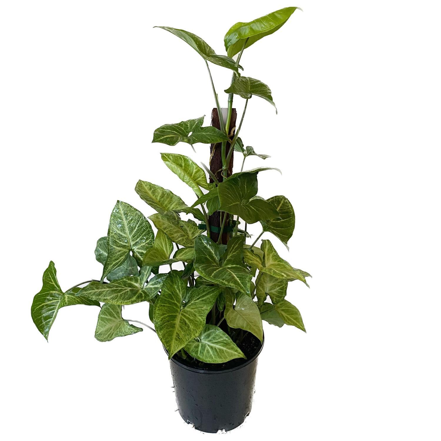 Syngonium 20cm
