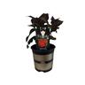 Hydrangea Tuxedo Red 2.5 Litre