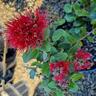 Metrosideros Cillosa Tahiti 'Pohutukawa' 3.3L