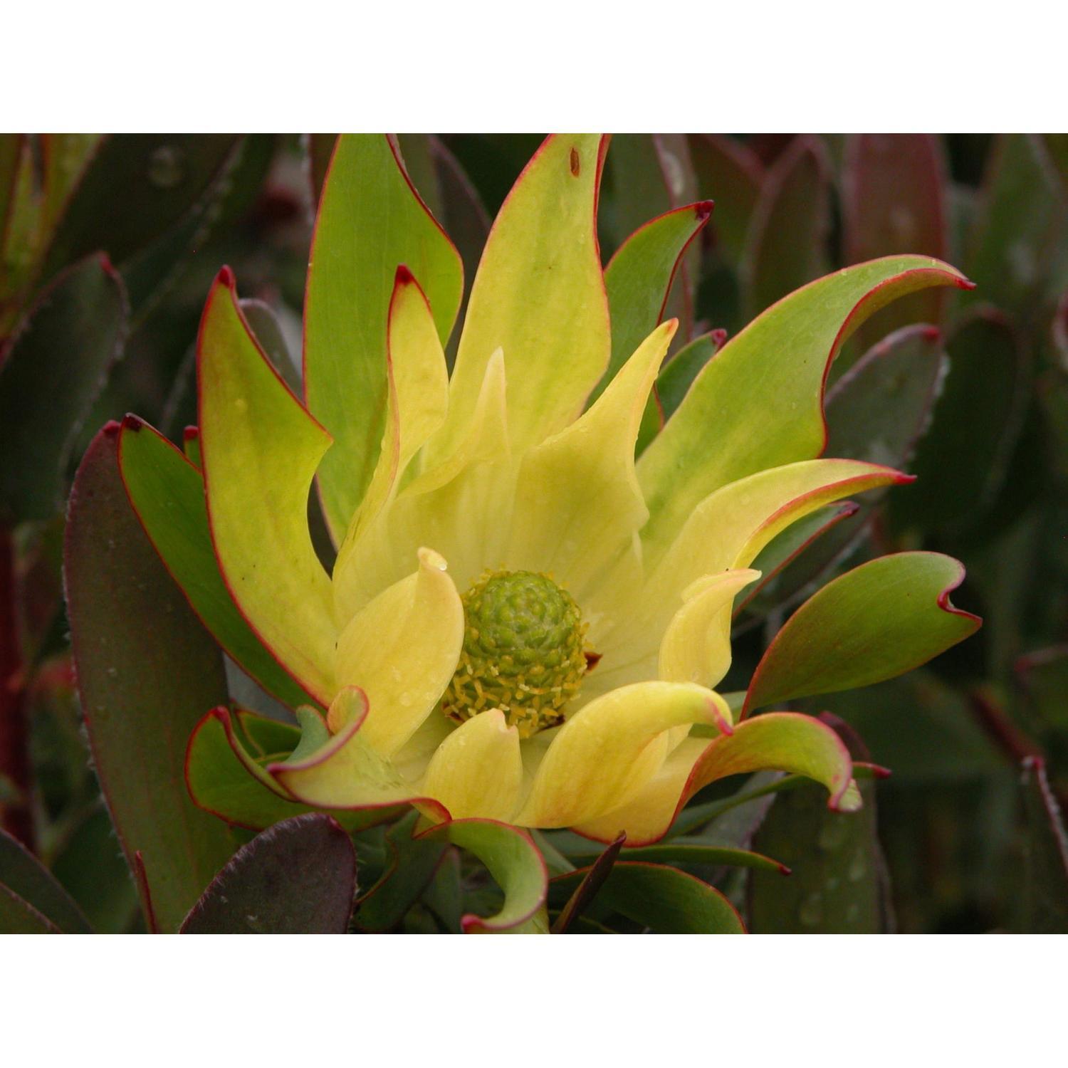 Leucadendron Inca Gold