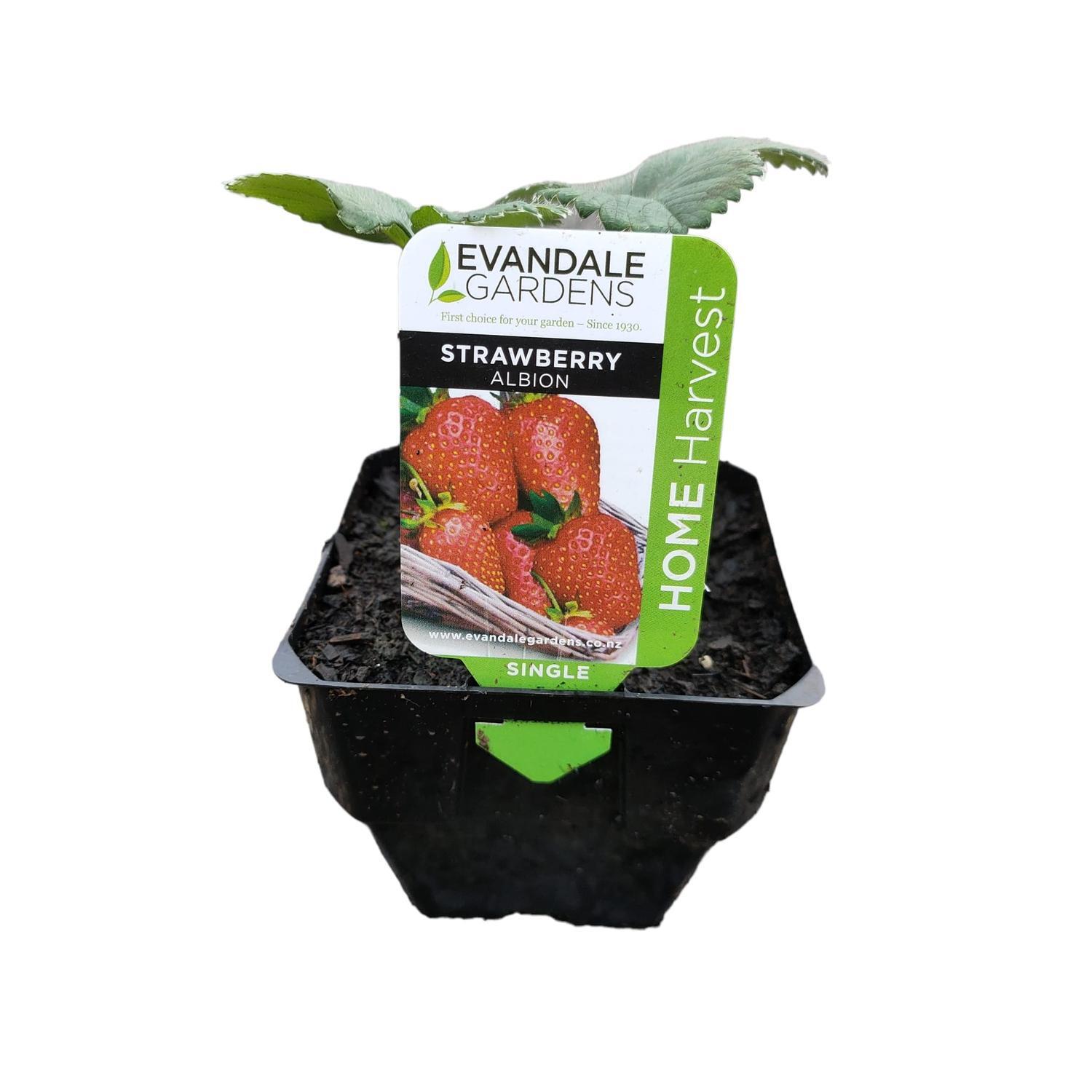Strawberry Albion Singles 0.6L