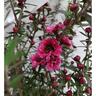 Leptospermum Red Damask