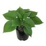 Hosta Hadspen Blue