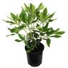 Rhododendron 'Markeeta's Prize' 2.5 litre