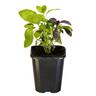 Basil Gourmet Blend