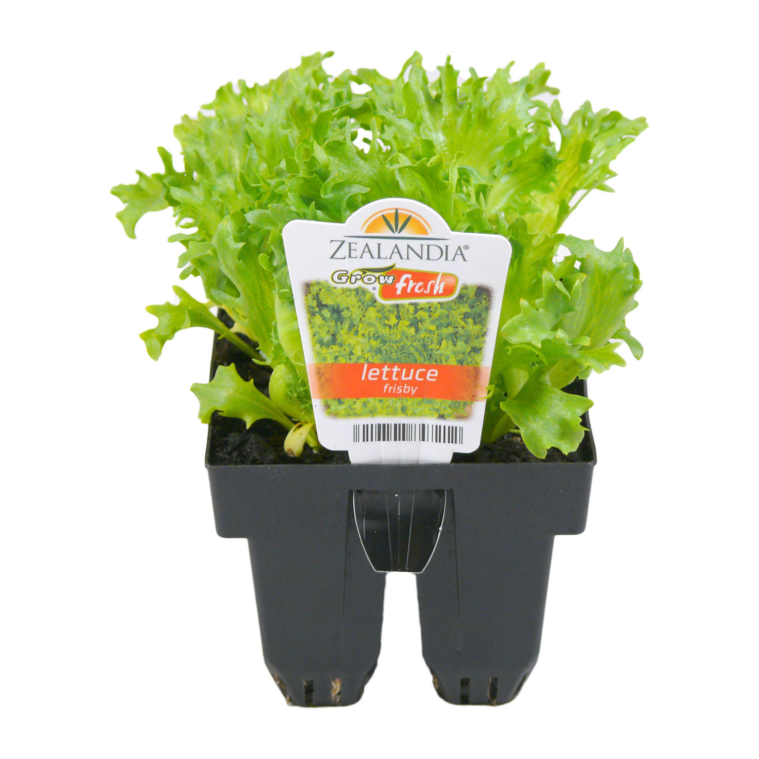 Lettuce Frisby