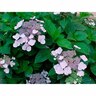 Hydrangea Blue Waves
