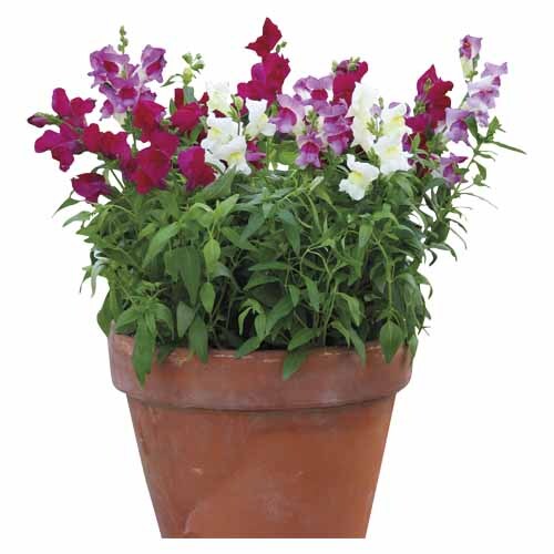Snap Dragon Antirrhinum Snapshot