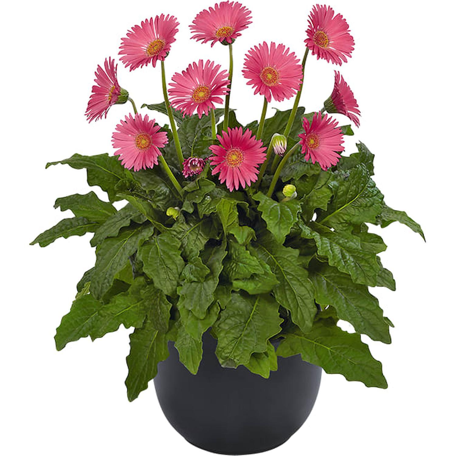 Gerbera Sweet Sixteen