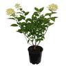 Hydrangea Limelight 3.3 litre