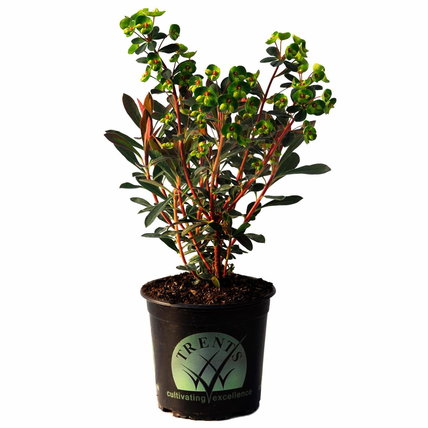 Euphorbia Martinii