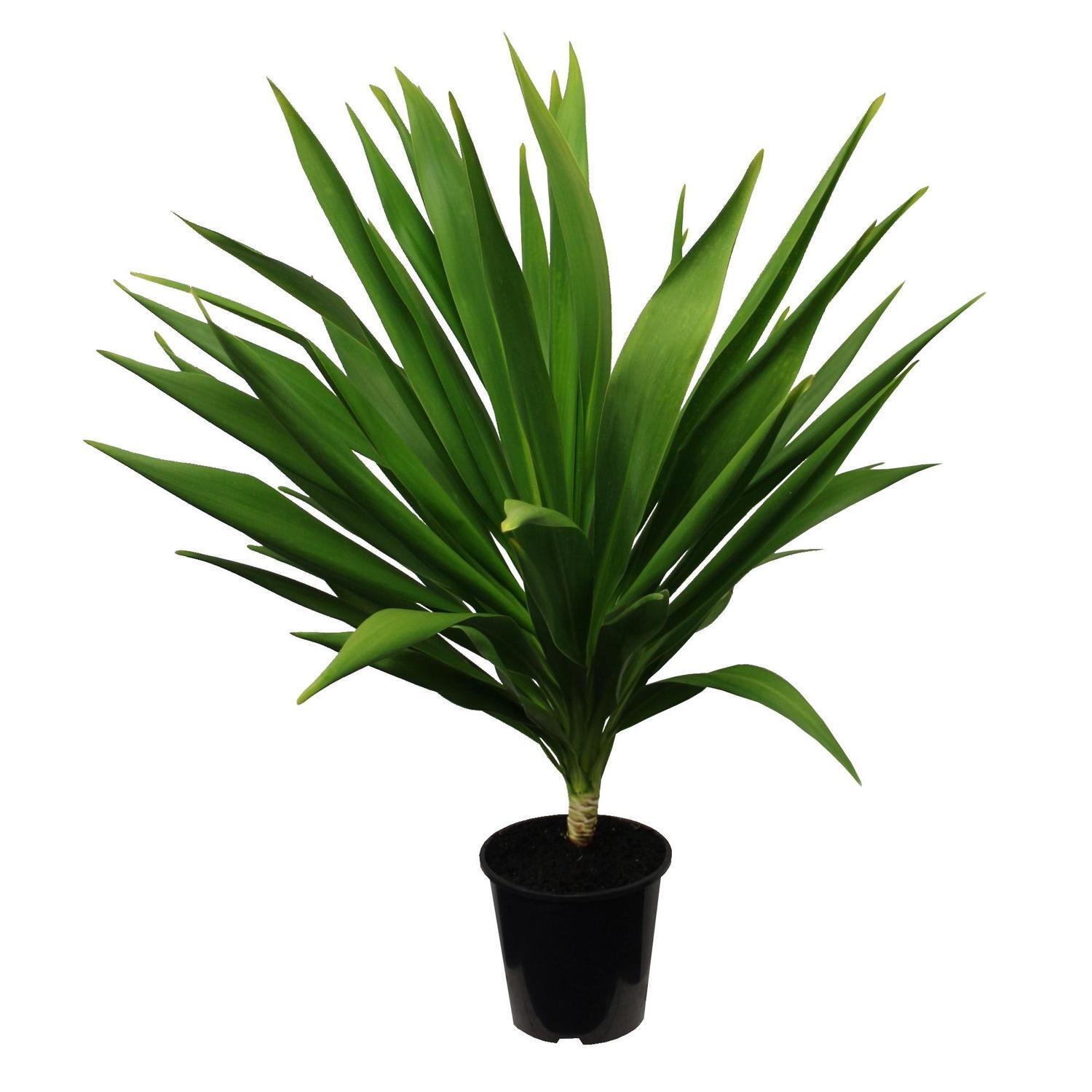 Cordyline Broadsword