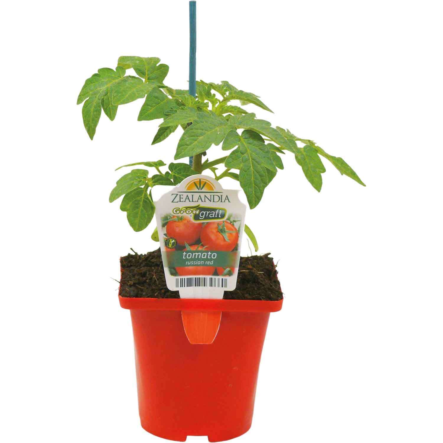 Grafted Tomato Russian Red