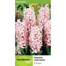 Hyacinth 'Lady Derby'