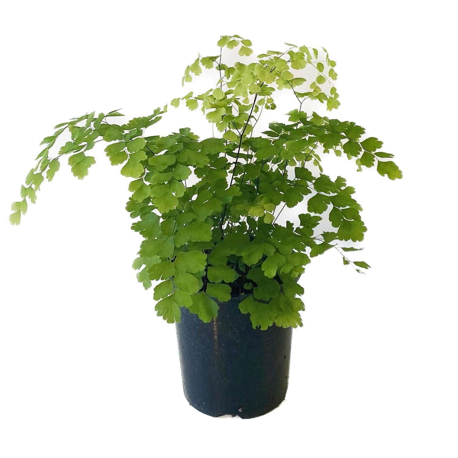 Adiantum 'Maidenhair Fern' 12cm
