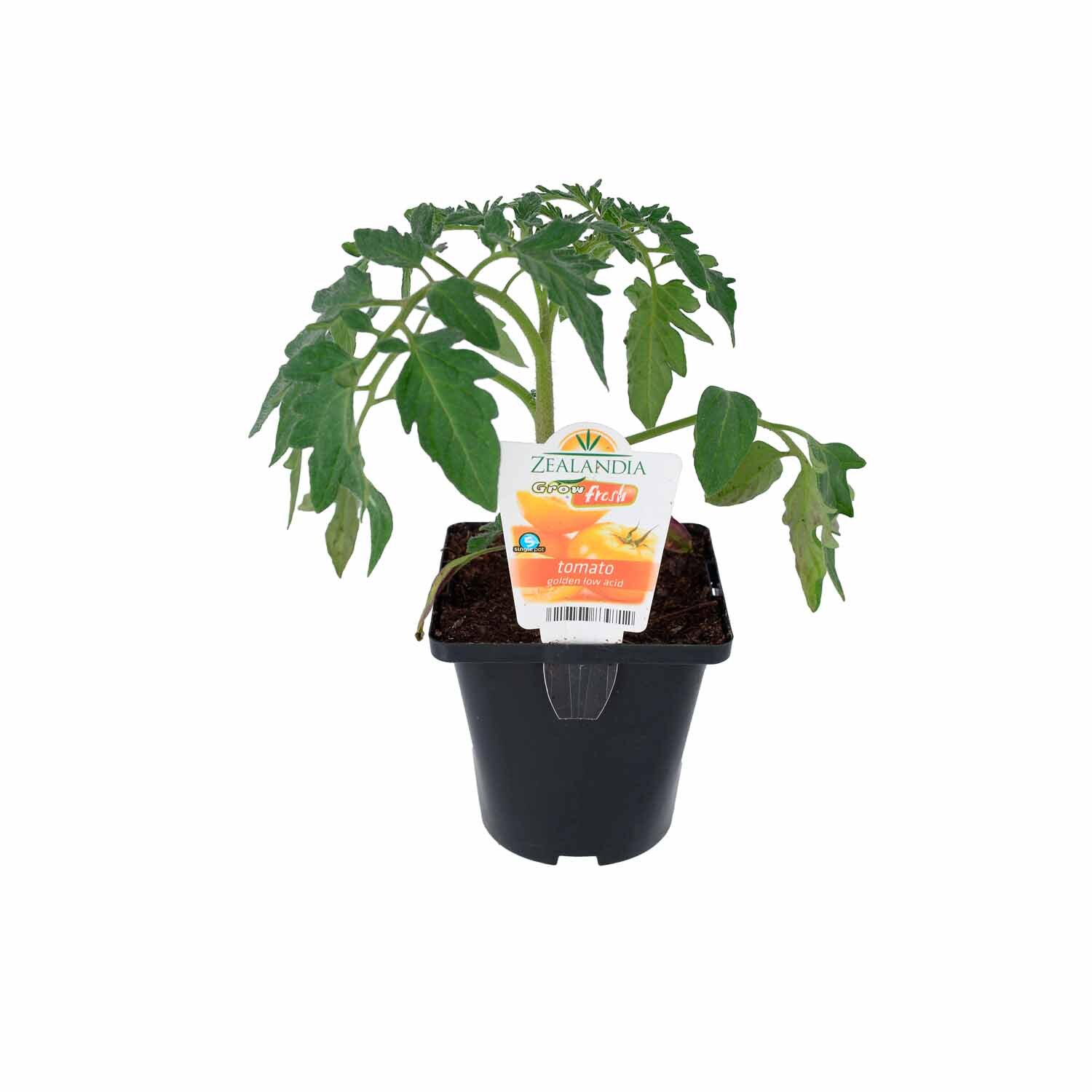 Tomato Golden Low Acid