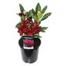 Rhododendron 'Black Magic'