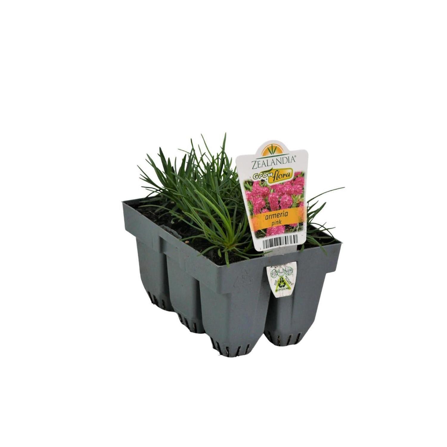 Armeria Pink
