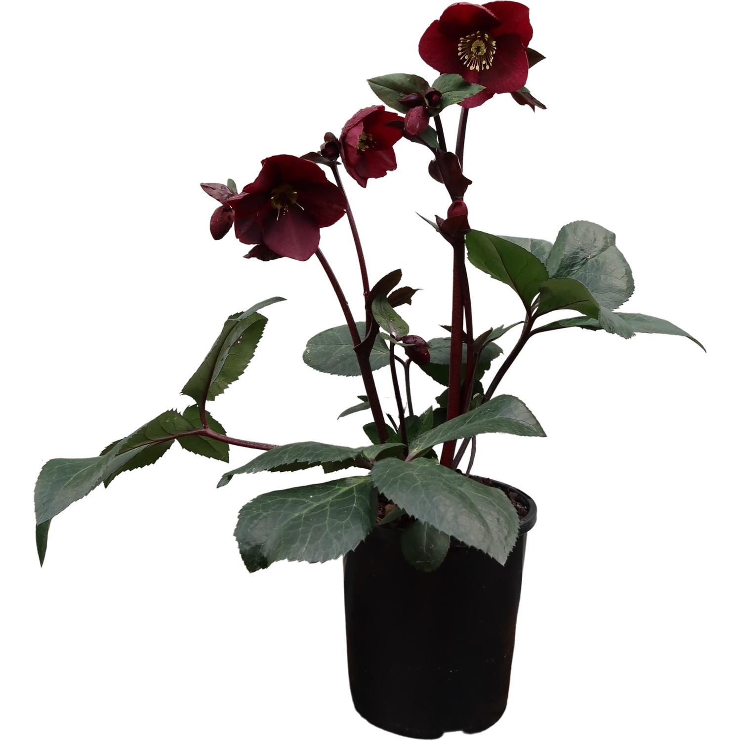 Helleborus Merlot