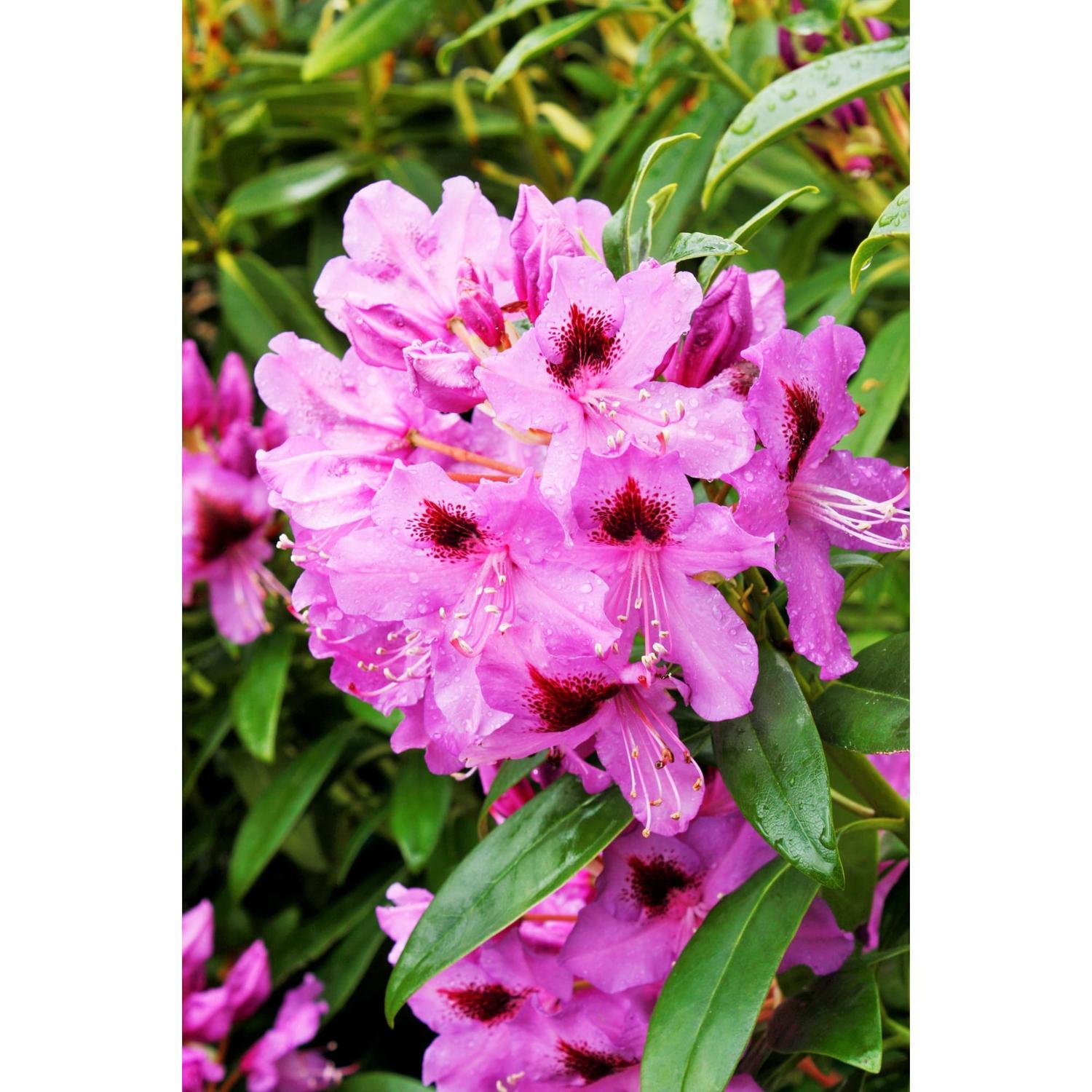 Rhododendron Bumble Bee
